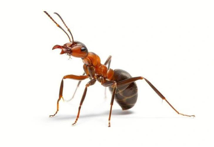蚂蚁有哪些危害？